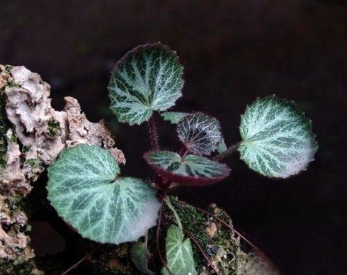 花苦猫野菜图片