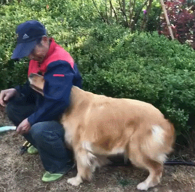 见到喜欢的人太欢喜,以至于金毛连脚步都乱了,幸福莫过于此!