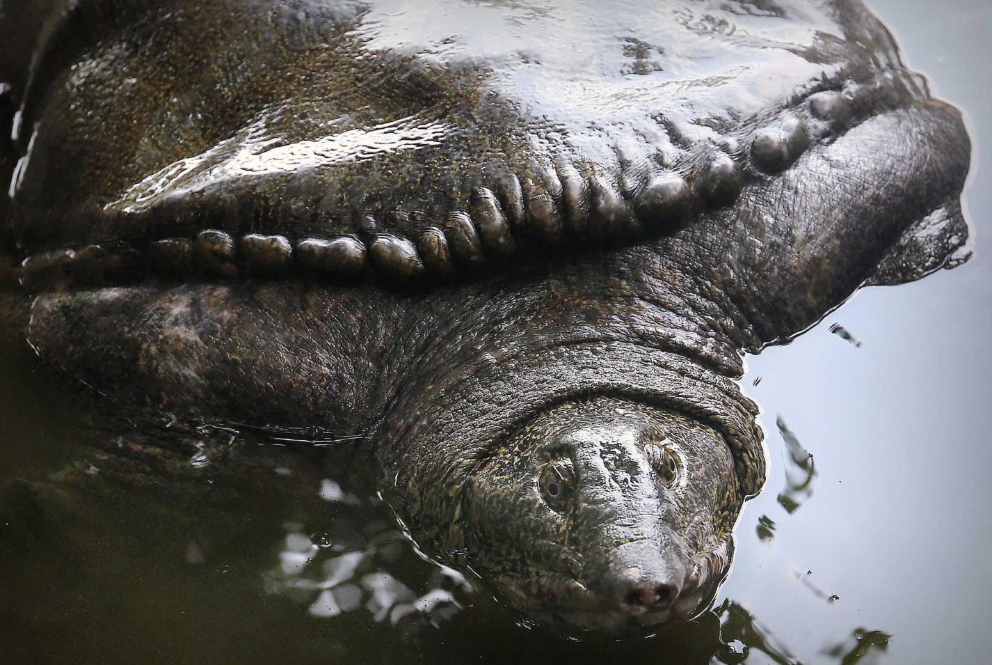 承天寺巨鳖长1.3米重100多斤 常浮出水面"聆听"诵经