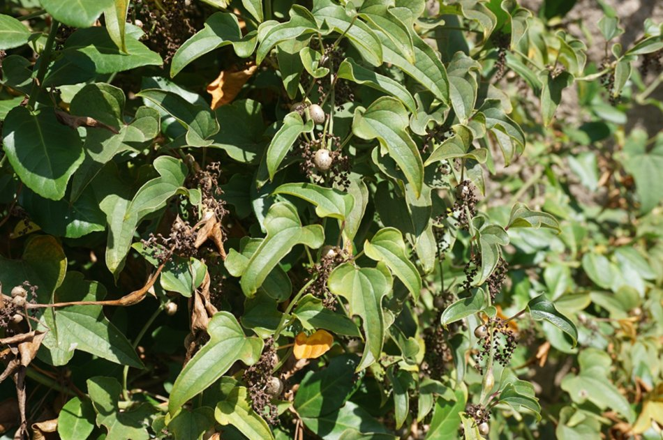 农村这种野草,能降血脂抗衰老,如今价值珍贵,人称"穿地龙"