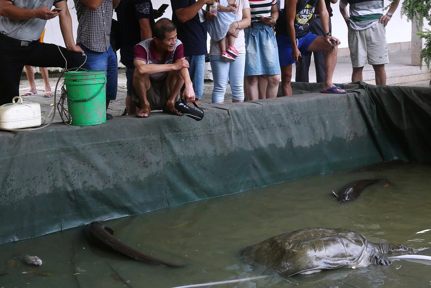 承天寺巨鳖长1.3米重100多斤 常浮出水面"聆听"诵经