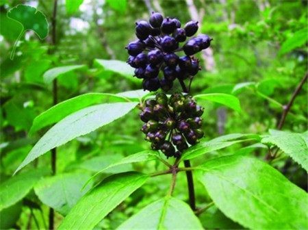 这种野菜是人参的近亲,补肾遗精功效很强