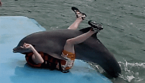 呸, 请还我萌萌哒海豚! 没想到你真的是这样的"海中泰迪"