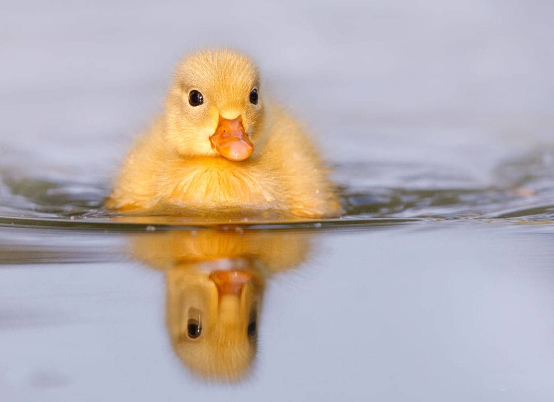 摄影| 我是一只小鸭子,咿呀咿呀哟