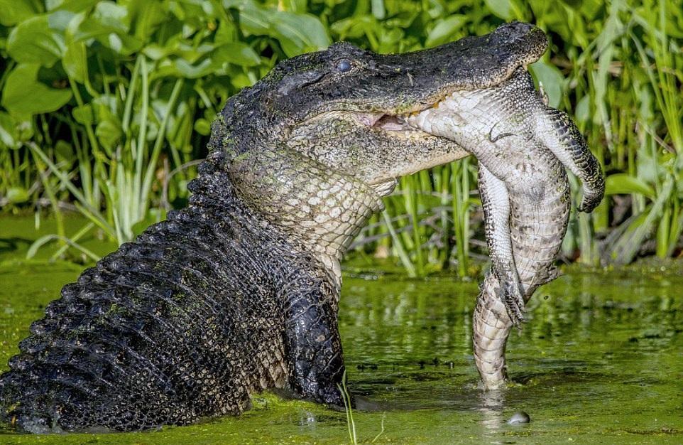 美国德州顶级掠食者沼泽短吻鳄如何应对"人口过剩"?吃掉同类!