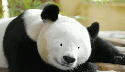 熊猫去掉黑眼圈的样子图片