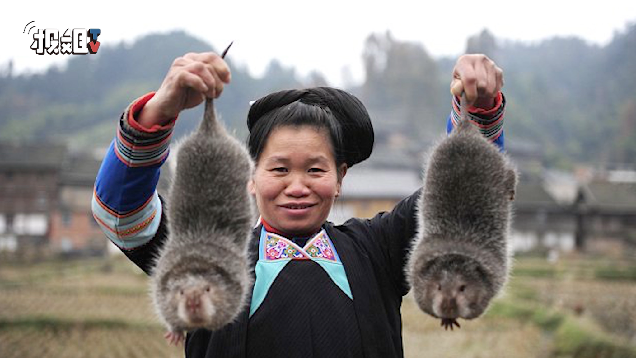 竹鼠好吃吗?它真的很容易中暑吗?