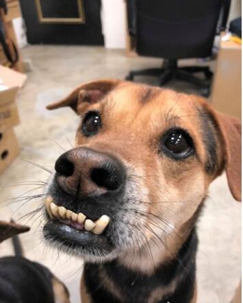 长下巴暴牙撞脸戽斗星球弃养汪7年后超帅