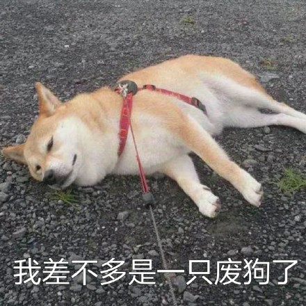 柴犬doge真是一个表情包巨头