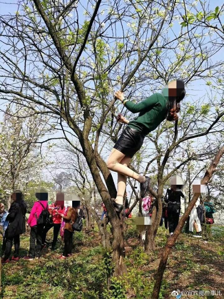 宜宾大妈生猛爬树,摇树照相!网友:"嬢娘,求放过小树"