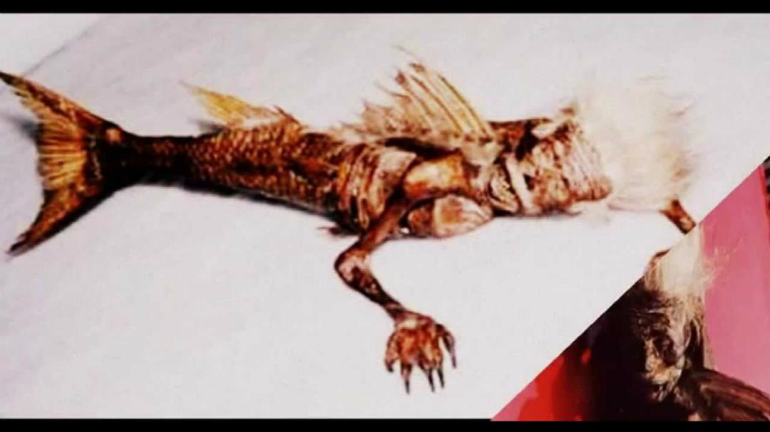 美人鱼之谜,可能属于人类的分支,不同的环境产生了不一样的外形