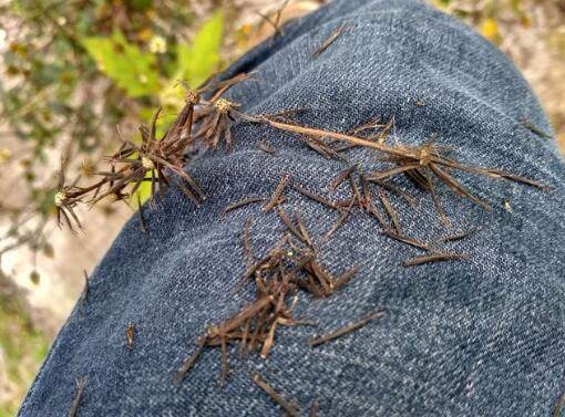 农村的这种野菜,治疗小儿腹泻很奇效