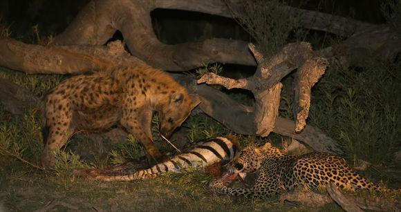 猎豹捕食斑马吃饱后在旁边休息,不料晚上出现了如此罕见的画面!