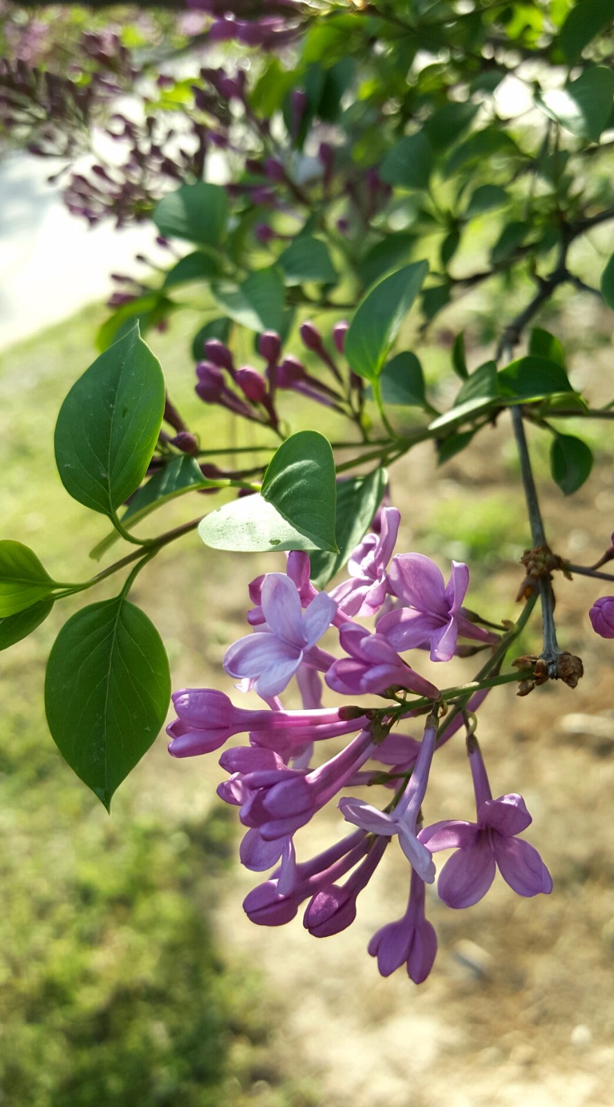 紫丁香原产中国华北地区,在中国已有1000多年的栽培历史,是中国的名贵