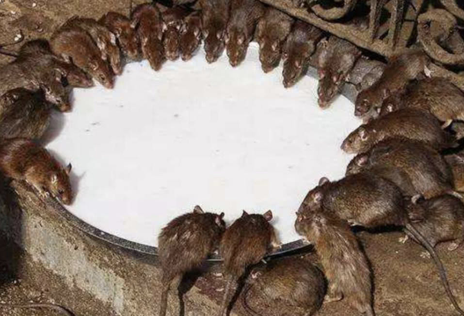 印度老鼠真牛让一幢3层居民楼轰然倒塌