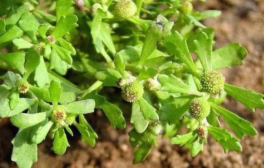 农村最常见的一种野草,鹅都不肯吃,却是治疗鼻炎的特效药