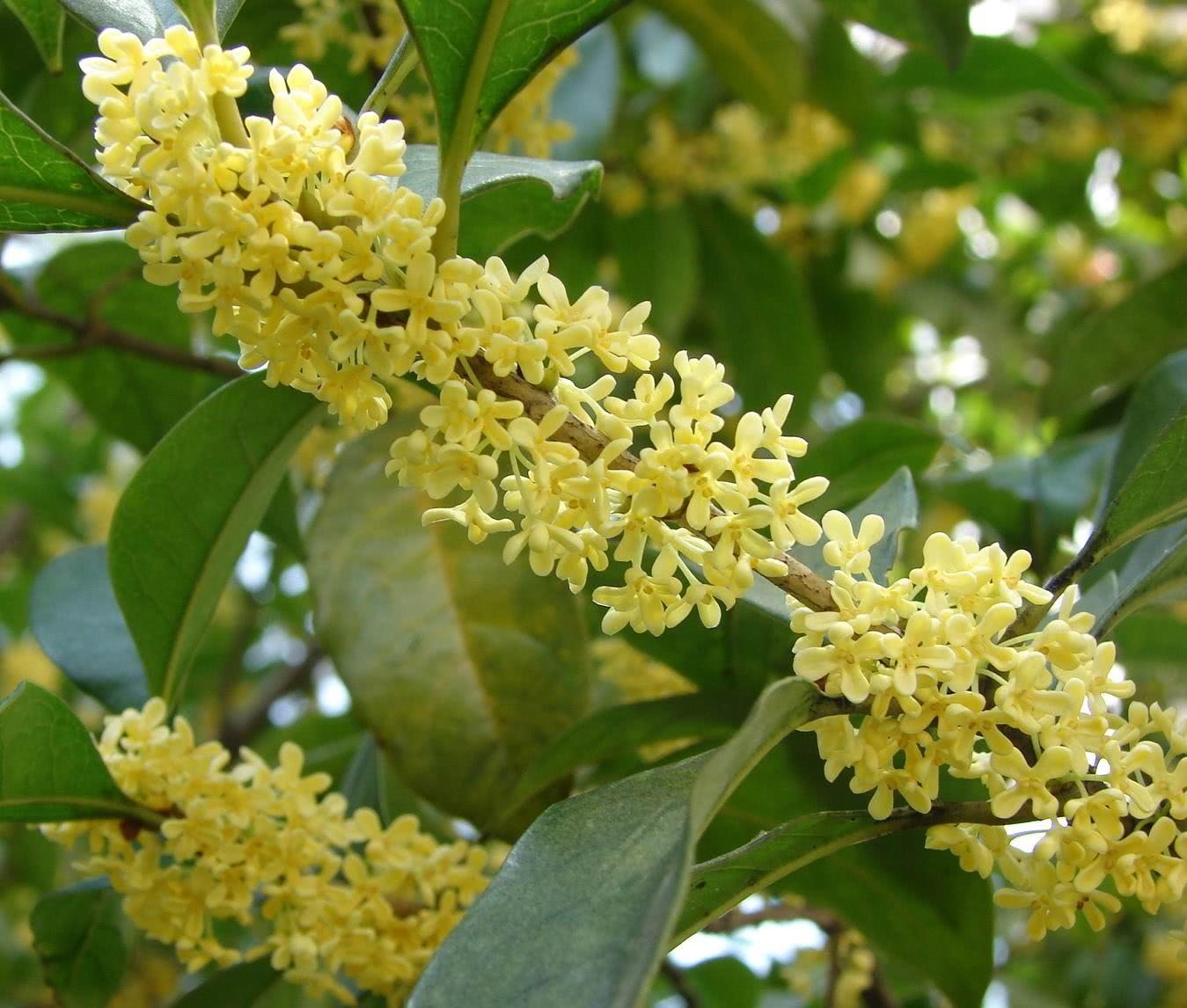 家里养这几种花卉可以让蚊虫远离轻松度过夏天