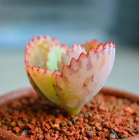 多肉宽叶不死鸟,通体绿色,观赏性强