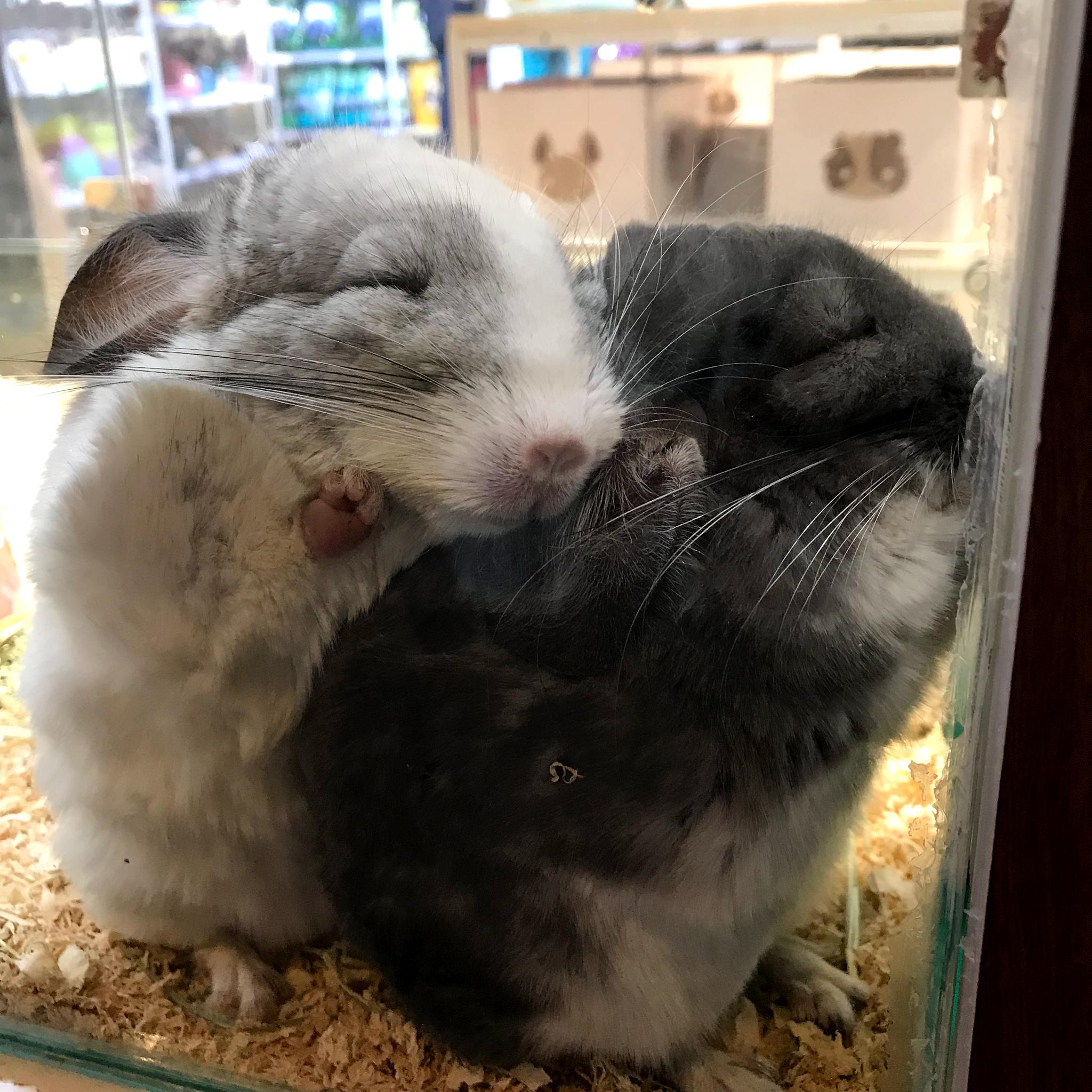 逛街看到两只龙猫靠在一起睡觉 老夫的少女心泛滥了!