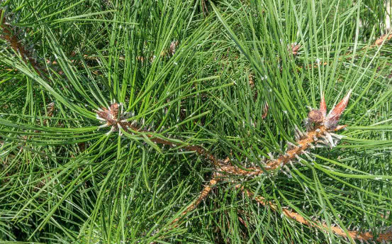 在山上看到这几种野生植物,不要错过了,有些可是有钱也买不到