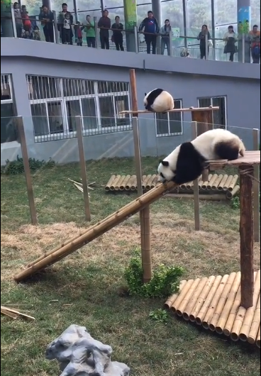 熊猫宝宝你玩滑梯这么皮,饲养员知道吗?