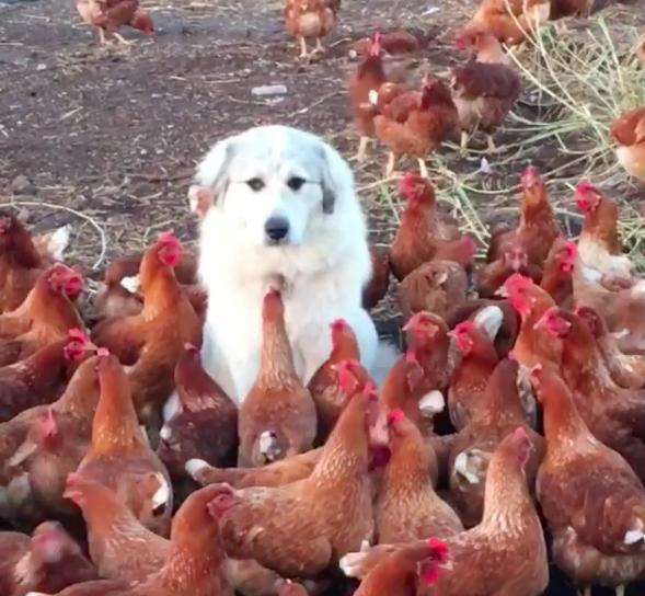 狗狗贪玩闯鸡园,鸡越来越多,越来越多后他的表情,笑翻众人
