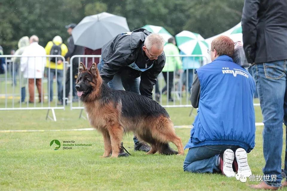 2019年德国牧羊犬sv德国本部展,开始比赛感受赛场气氛