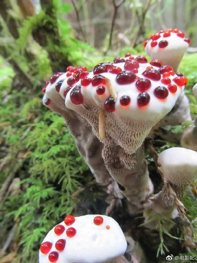 奇怪的蘑菇 "出血齿菌",红色汁液透过其表面微小的孔不断渗出