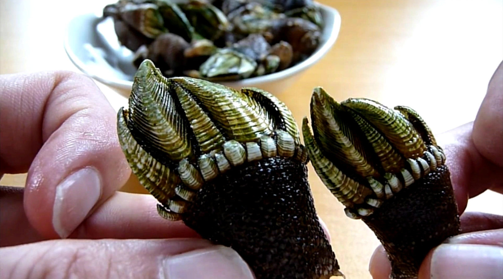 试吃来自地狱的海鲜"鹅颈藤壶",外表像魔鬼的手,吃这个要小心