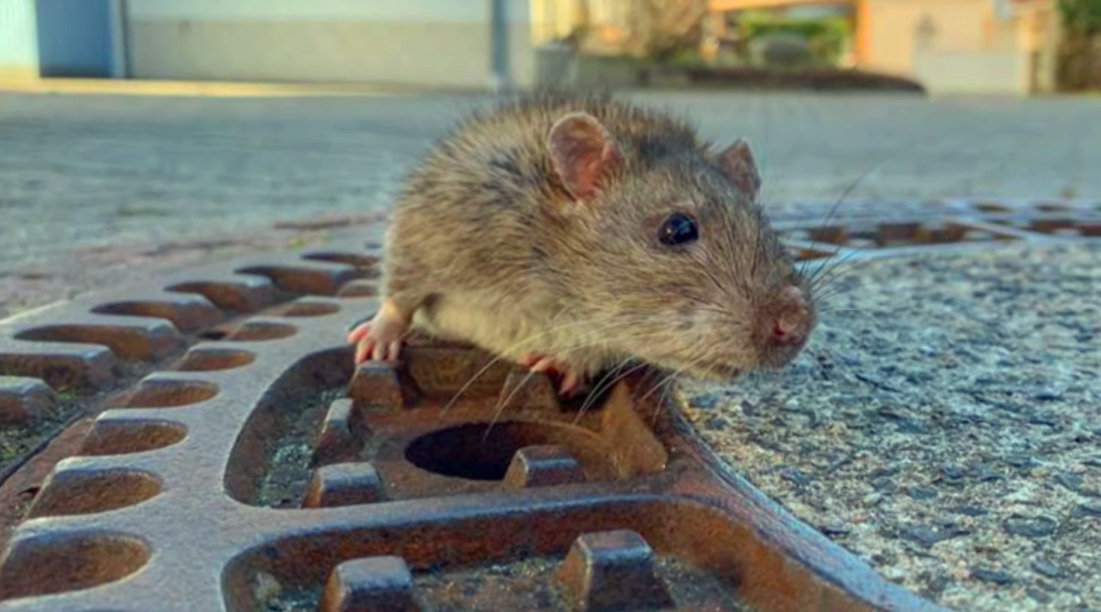 胖老鼠被卡下水道洞口,动弹不得,惊动消防队员来解救它