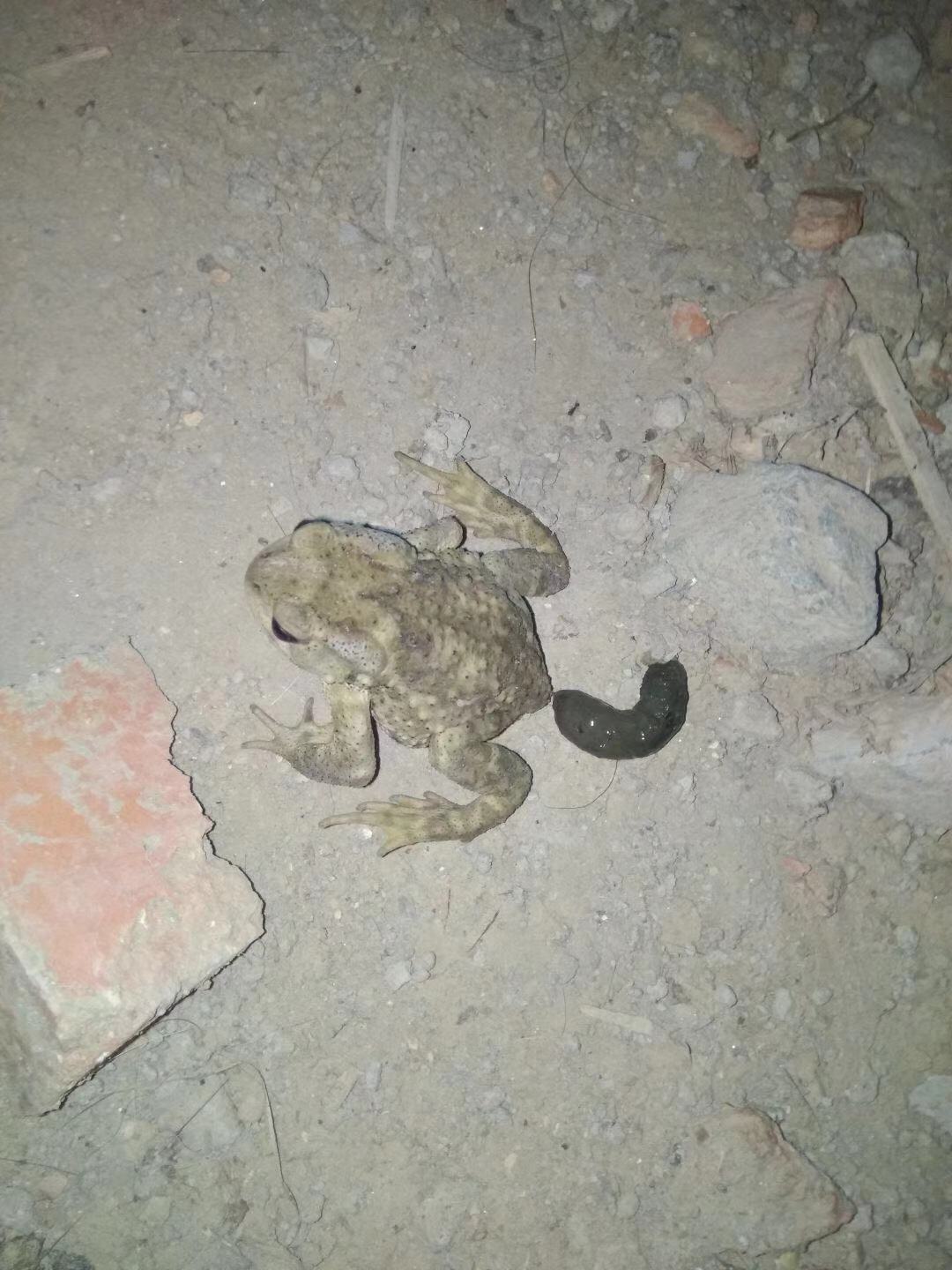 活了这么多年第一次见癞蛤蟆拉屎