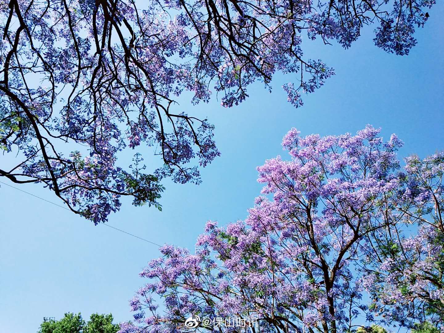 保山的花楹即将盛开,你打算和谁一起去看