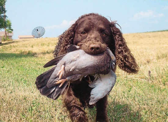 羊头狗身,凶似比特,它是美国最强猛犬,被称作海豹突击队