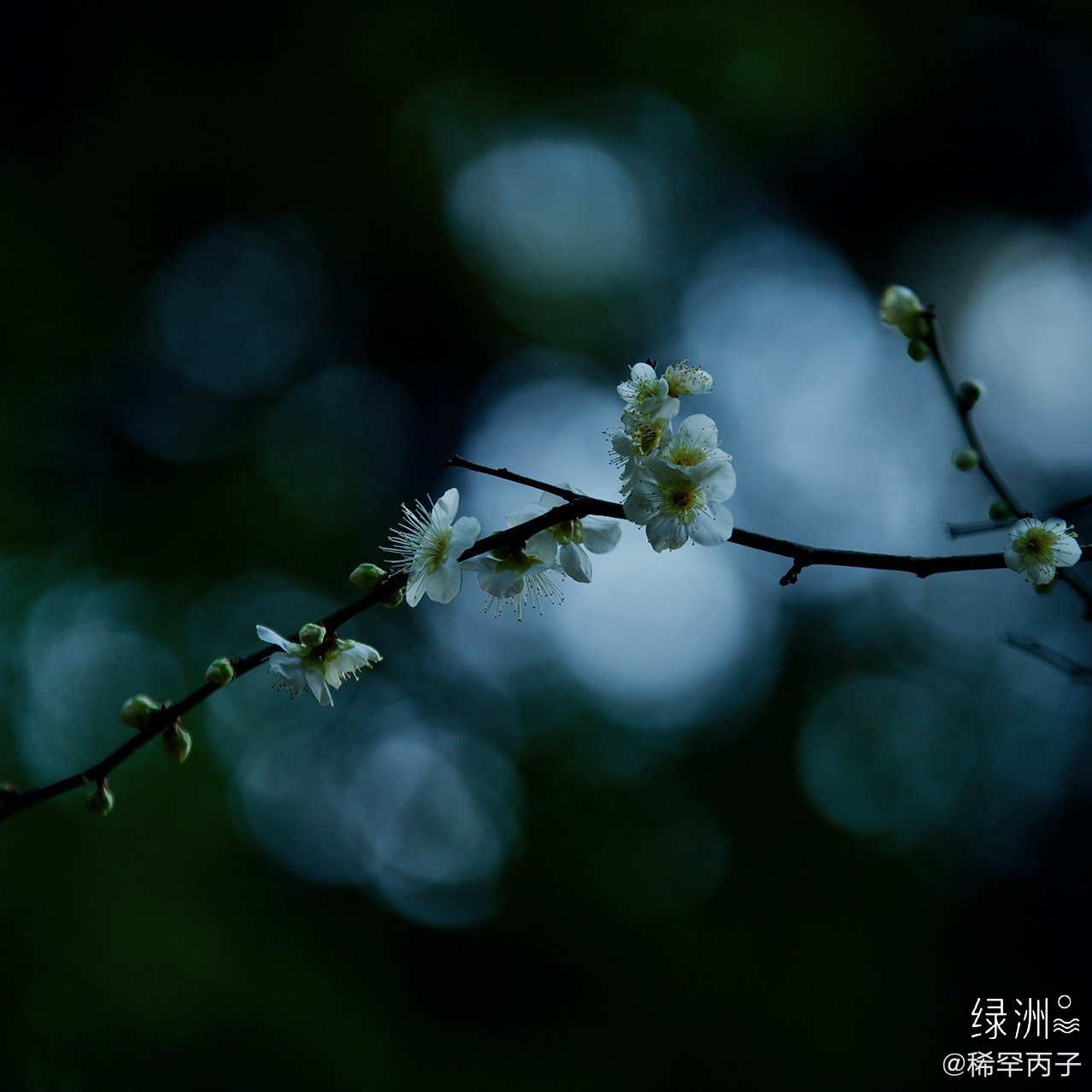 蝶恋花 暖雨晴风初破冻暖雨晴风初破冻 柳眼梅腮 已觉春心动 高清图集 新浪网 蝶恋花 暖雨晴风初破冻暖雨晴风初破冻 柳眼梅腮 已觉春心动 高清图集 新浪网