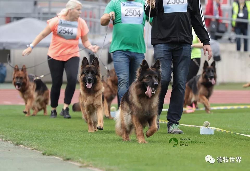 2019年德国牧羊犬sv德国本部展,开始比赛感受赛场气氛