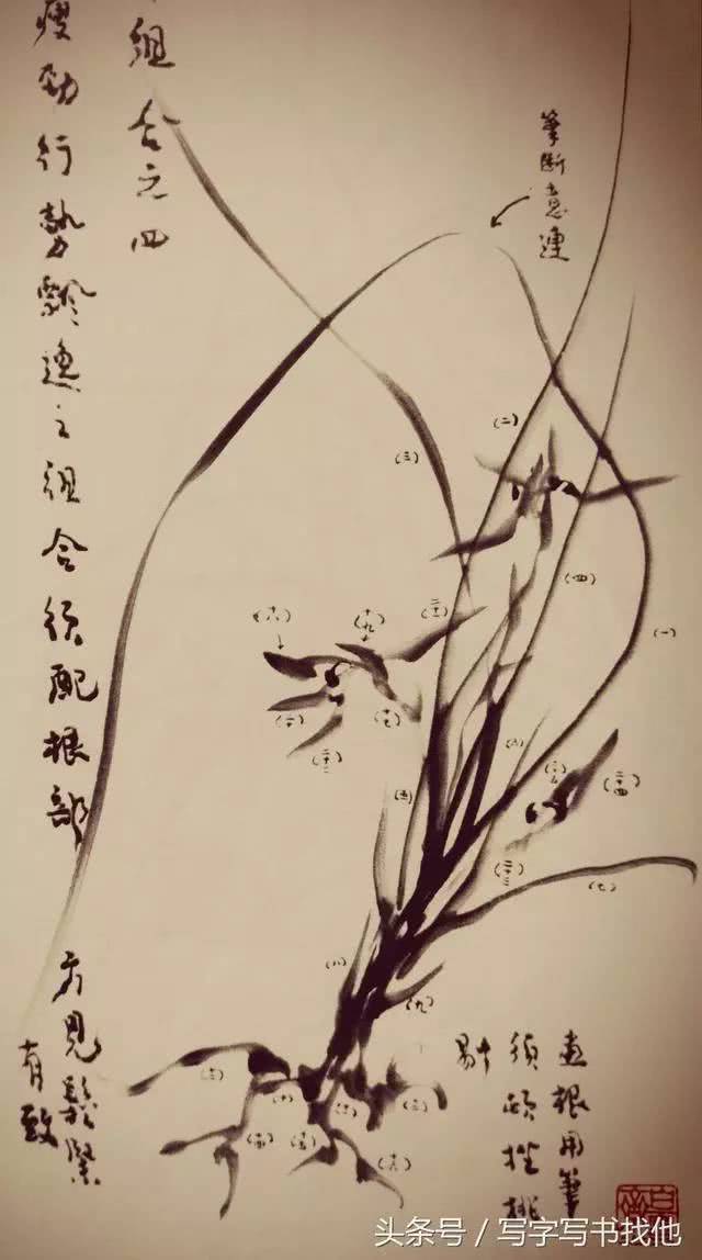 吴蓬先生解析兰花画法,从叶到根全搞定