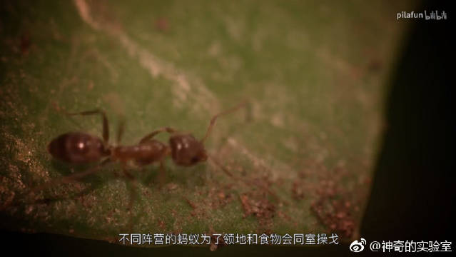 兵败如山倒 阿根廷蚂蚁与冬蚁之间侵略与反侵略战争 兵败如山倒 阿根廷蚂蚁与冬蚁之间侵略与反侵略战争