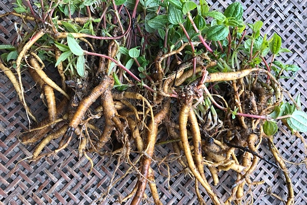 这植物根酷似人参,俗称糯米草,是一种天然消食药,市场价30一斤