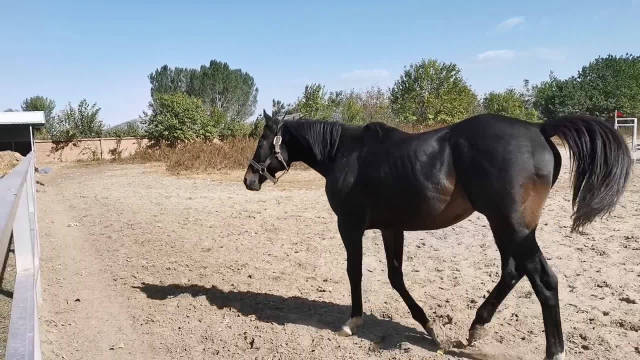 纯血马 拍卖价格世界第七的嘉里