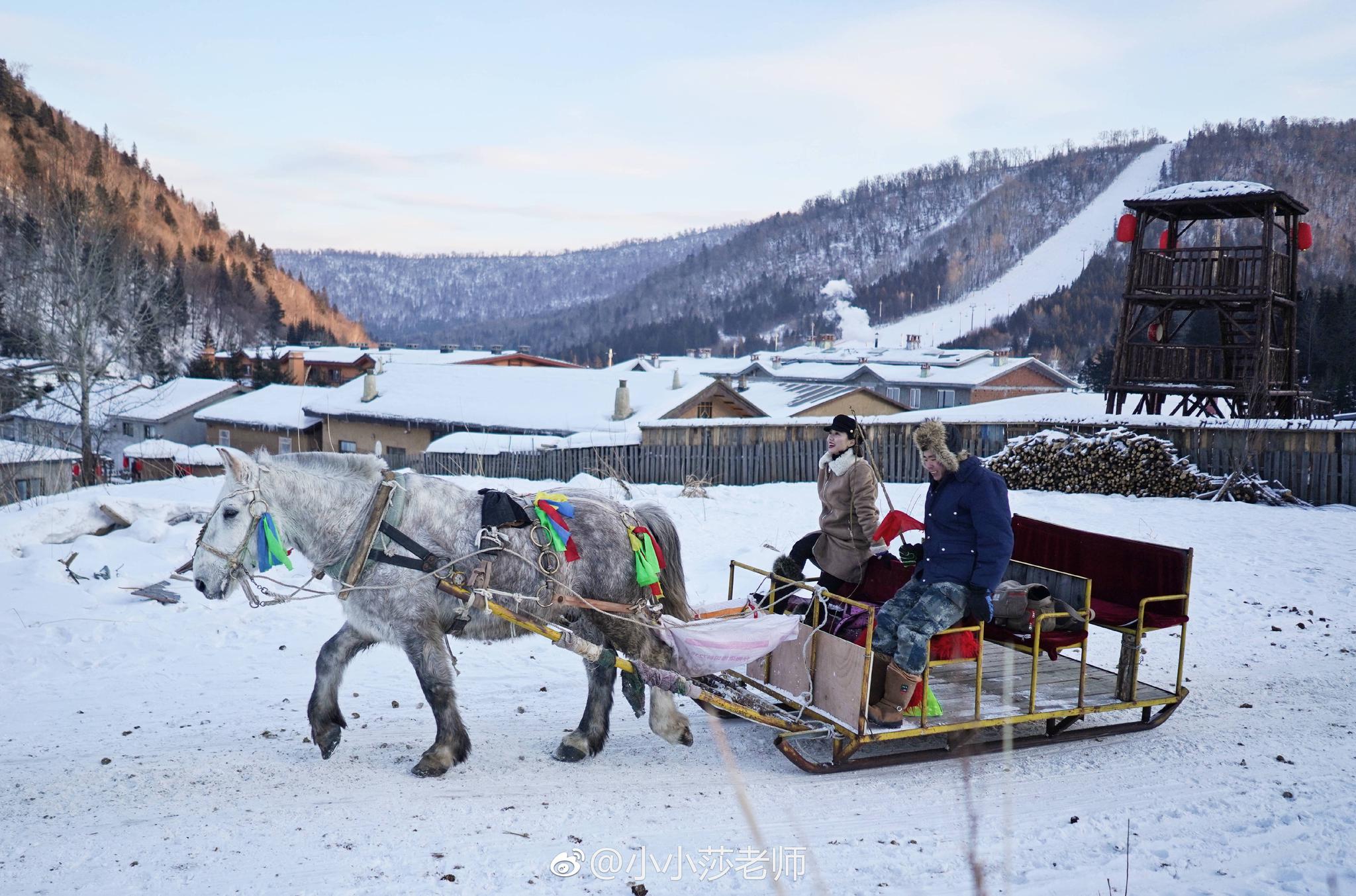 今天体验马拉爬犁的时候和马车夫聊天他是黑河人
