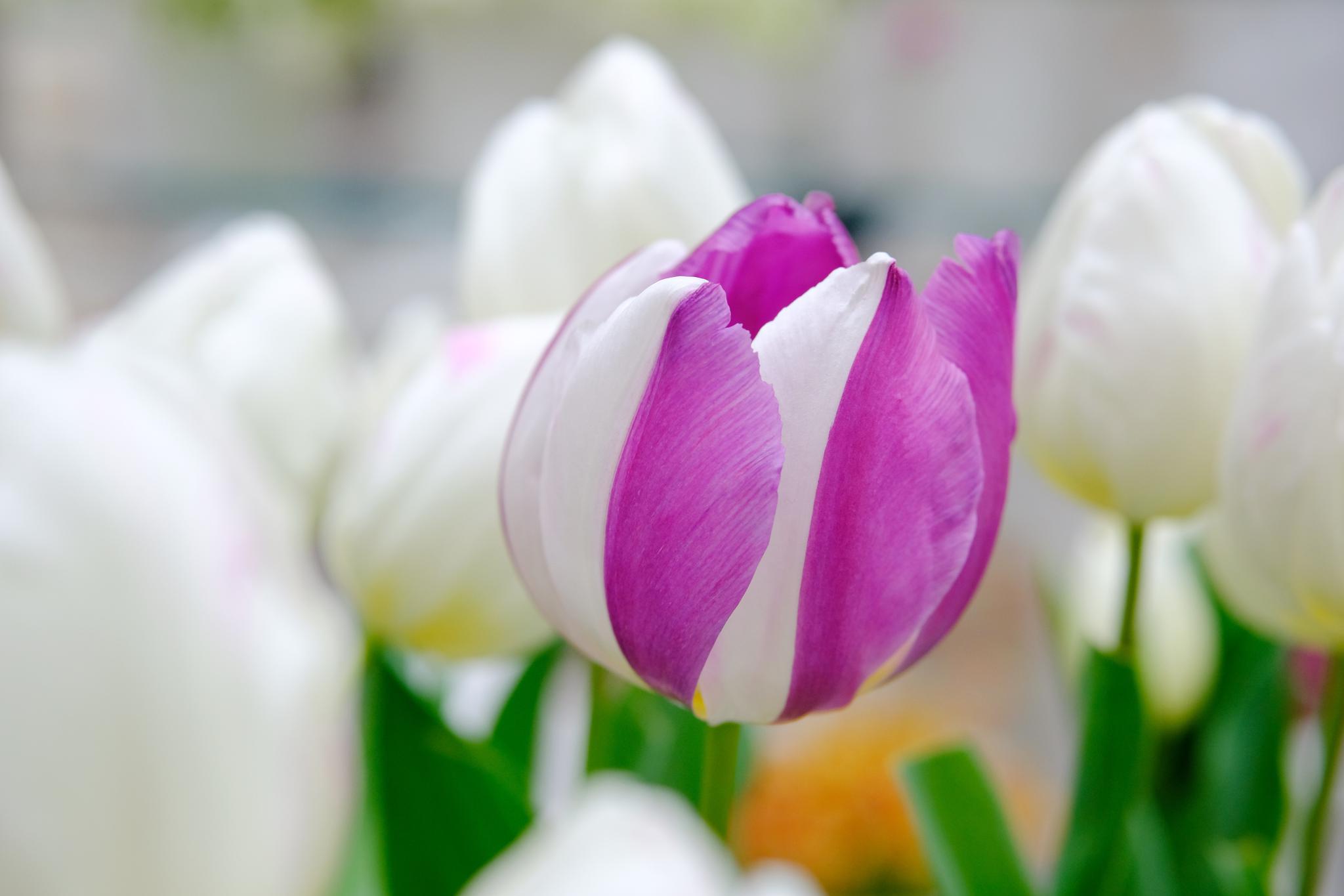 你在北方裹着貂,我在广州闻着香,郁金香花博秀,花卉史上的奇迹