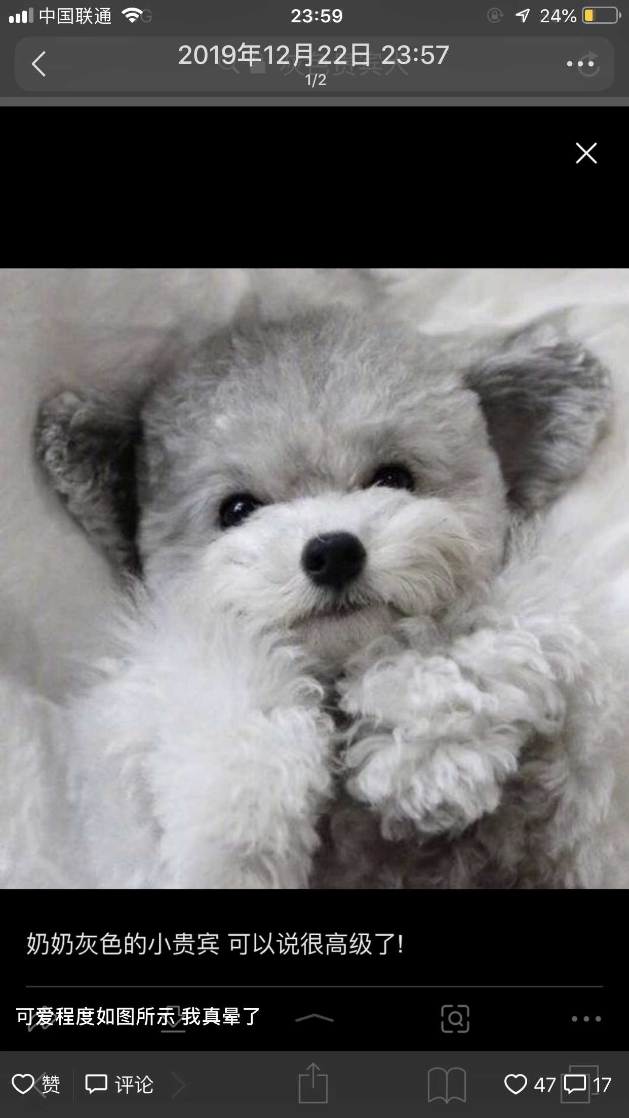 结果打到一辆野马 打开车门 副驾驶上坐着灰色贵宾茶杯犬  因为这个车