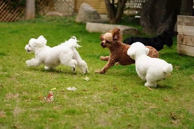 韩国狗狗幼儿园课程表曝光,原来它们上学不止打闹和睡觉!