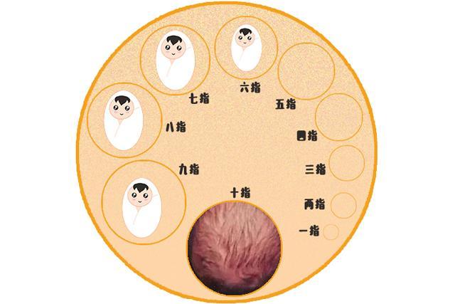 分娩时,医生常说的“开几指”是啥意思?搞清楚这些,分娩更顺利|分娩|孕妇|胎儿_新浪新闻
