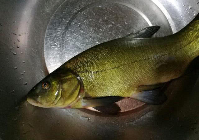 这种鱼皮肤黄黄的类似黄辣丁有皇家鱼之称该如何垂钓