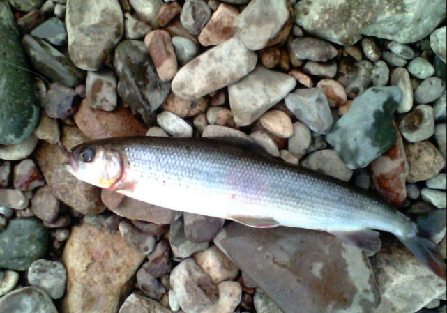 我在阿勒泰垂钓"花翅子"鱼,喝过一次鱼汤,奶白鲜甜无腥