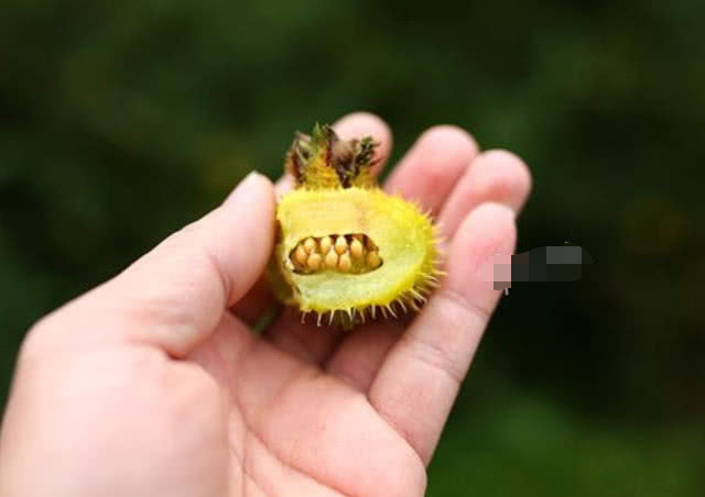 这种号称"维c之王"的野果,全身是刺吃着麻烦,却是养身之首选