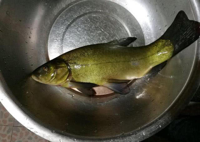 这种鱼皮肤黄黄的类似黄辣丁有皇家鱼之称该如何垂钓