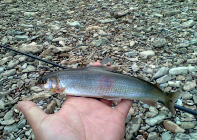 我在阿勒泰垂钓"花翅子"鱼,喝过一次鱼汤,奶白鲜甜无腥