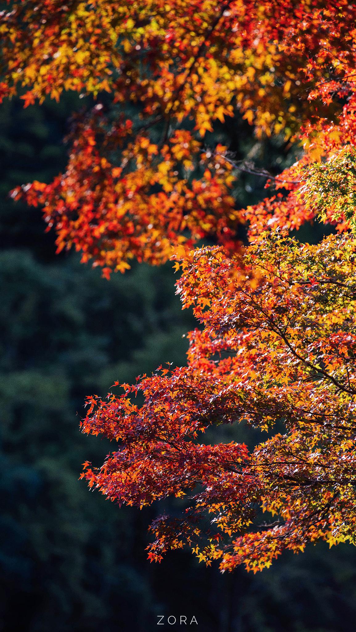 完了しました 京都紅葉壁紙